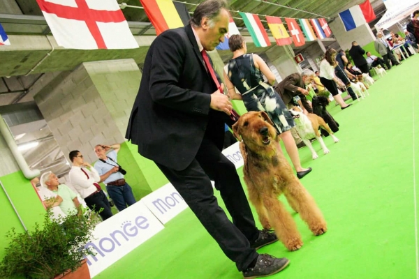 airedale terrier iulius terriers