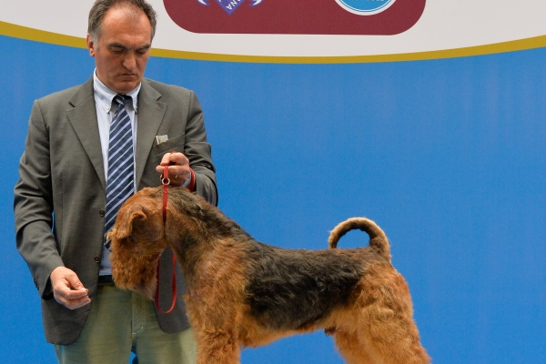 airedale terrier iulius terriers