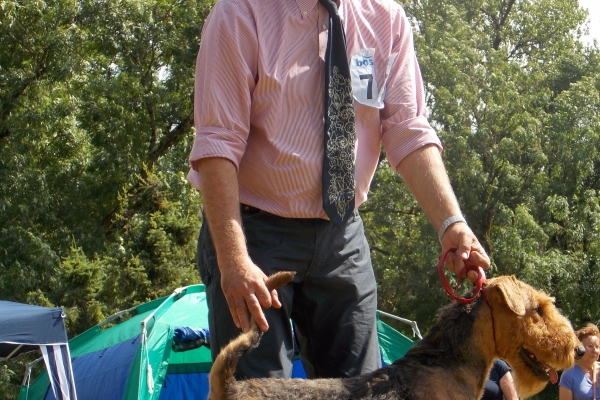 airedale terrier iulius terriers