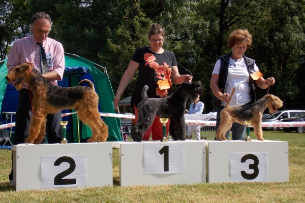 airedale terrier iulius terriers