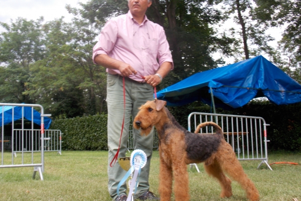 airedale terrier iulius terriers