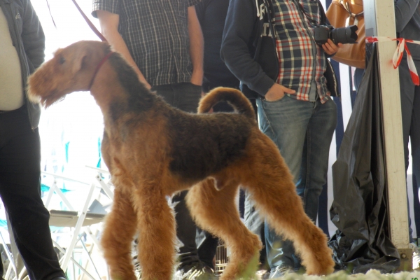 airedale terrier iulius terriers