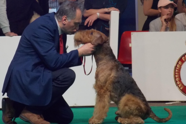 airedale terrier iulius terriers