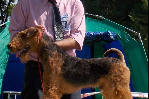 airedale terrier iulius terriers