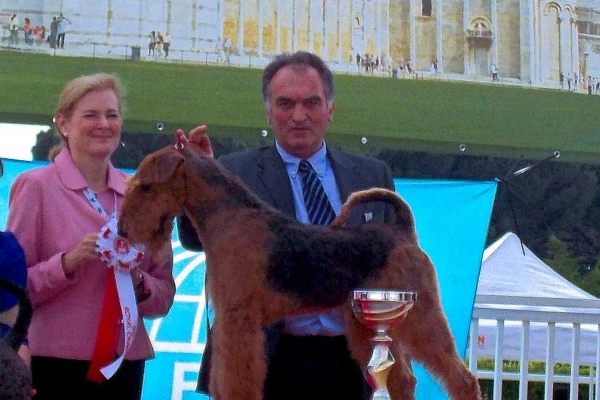 airedale terrier iulius terriers