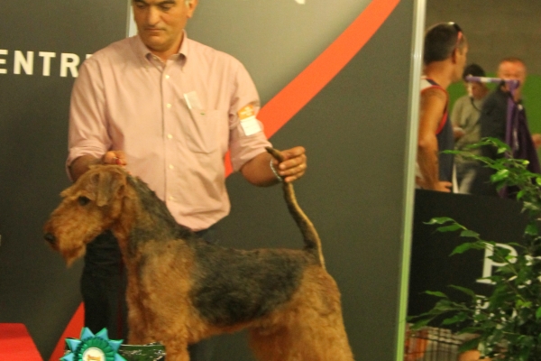 airedale terrier iulius terriers