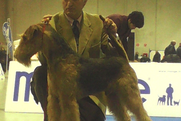 airedale terrier iulius terriers