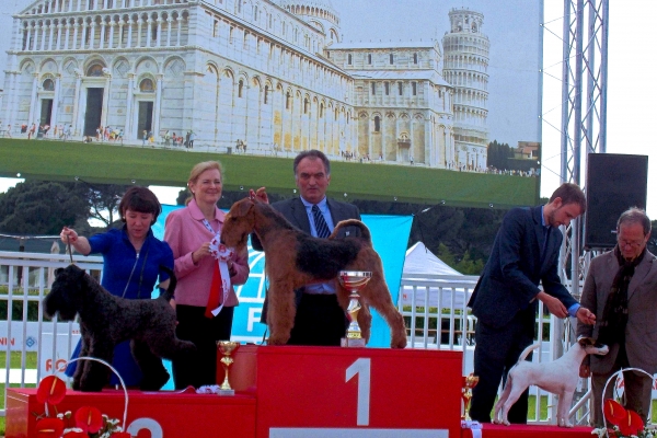airedale terrier iulius terriers