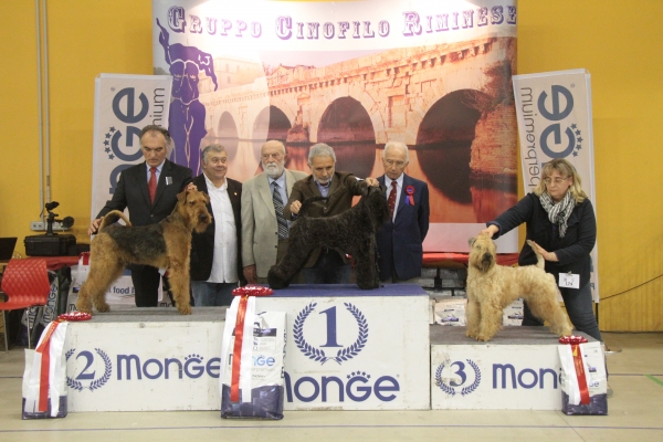 airedale terrier iulius terriers