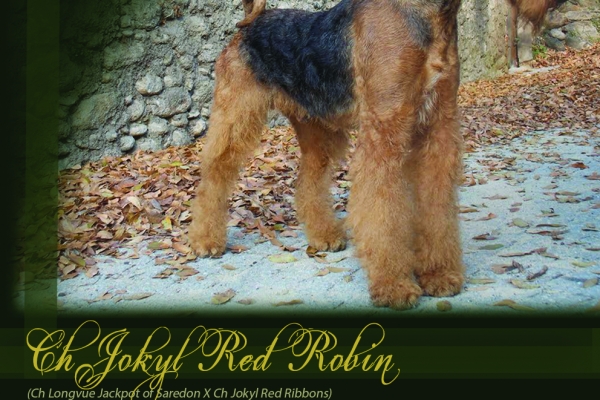 airedale terrier iulius terriers