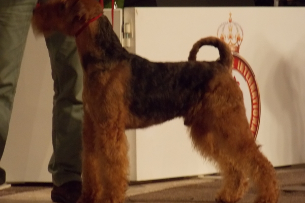 airedale terrier iulius terriers