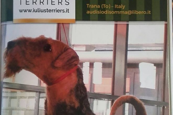 airedale terrier iulius terriers