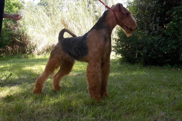 airedale terrier iulius terriers