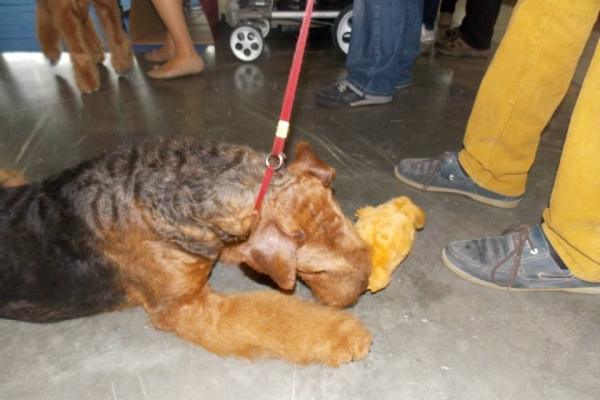 airedale terrier iulius terriers