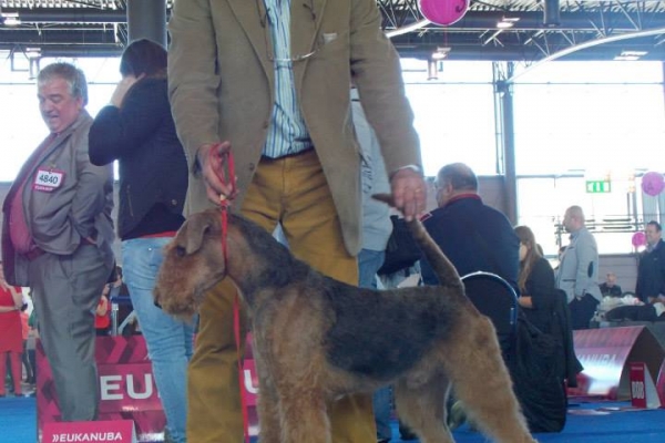 airedale terrier iulius terriers