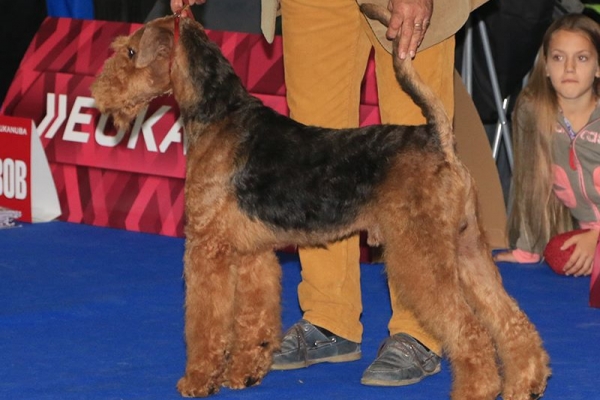 airedale terrier iulius terriers