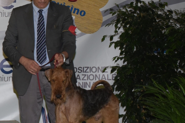 airedale terrier iulius terriers