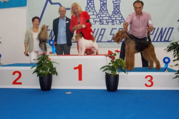 airedale terrier iulius terriers