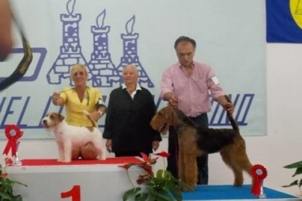 airedale terrier iulius terriers