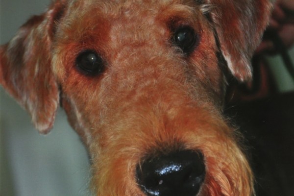 iulius-s-ciapa-bosc-fam-gaicometti40E60E9F-5C65-6754-AC66-47E84DABEDAB.jpeg