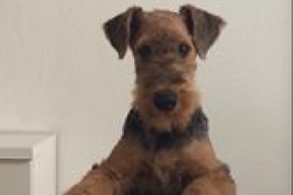 airedale terrier