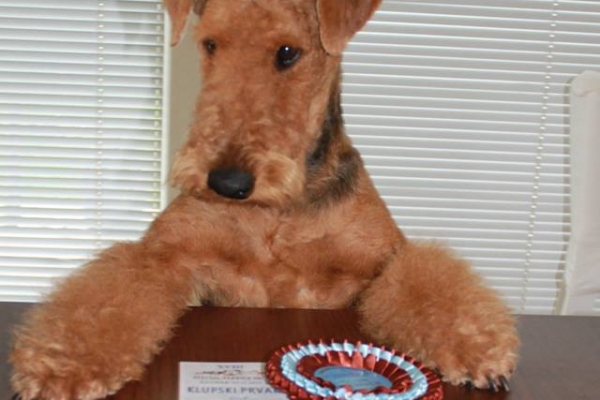airedale terrier