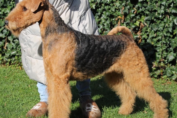 airedale terrier