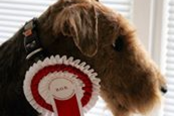 airedale terrier