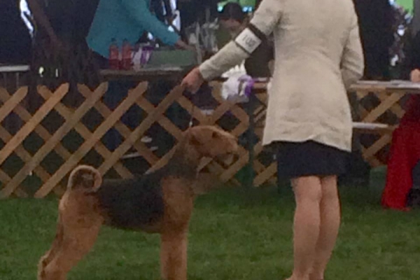 airedale terrier