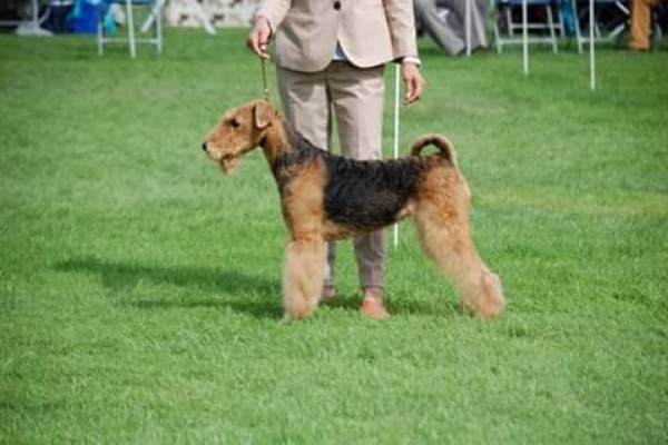airedale terrier