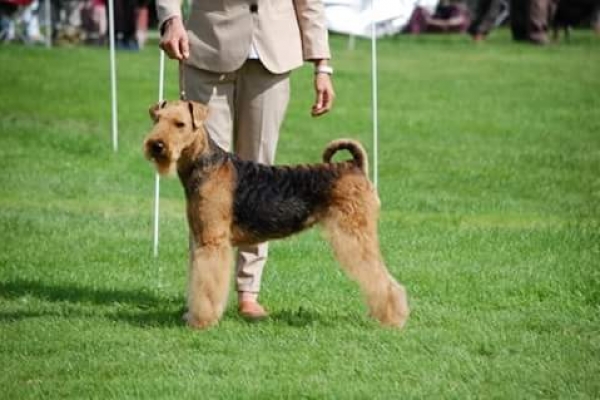 airedale terrier