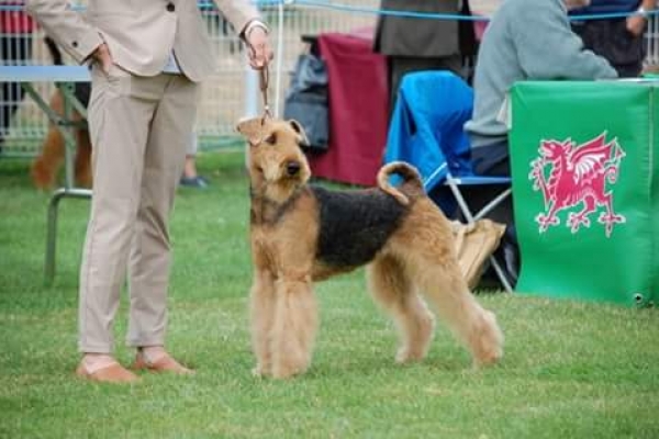 airedale terrier