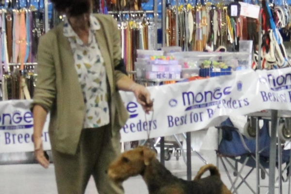 airedale terrier