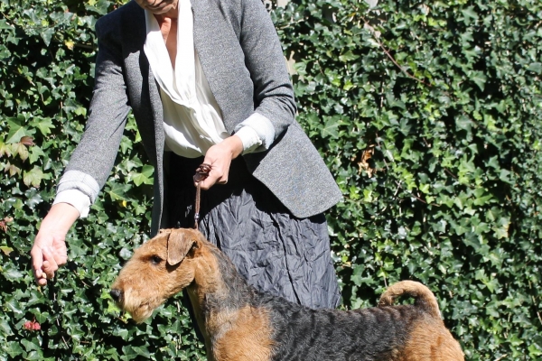airedale terrier