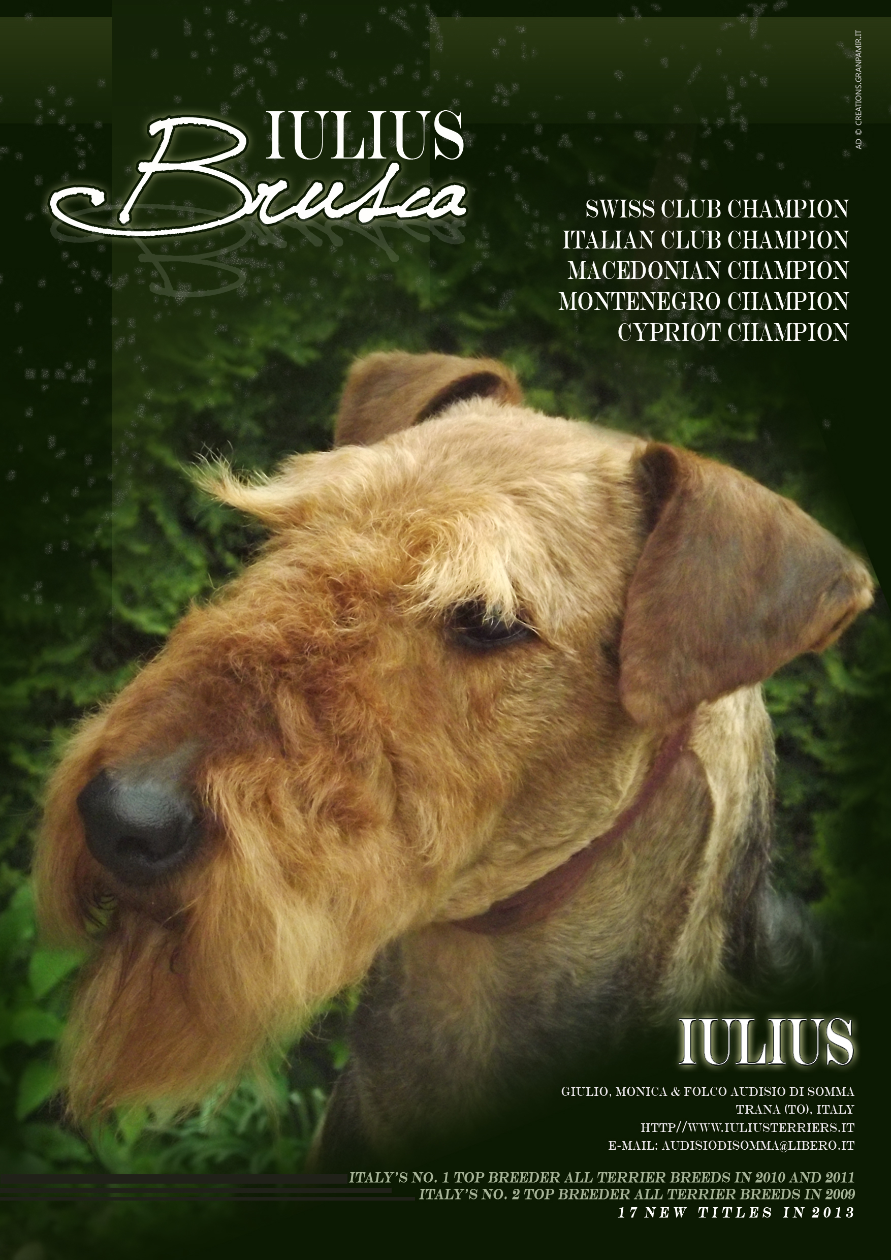 airedale terrier